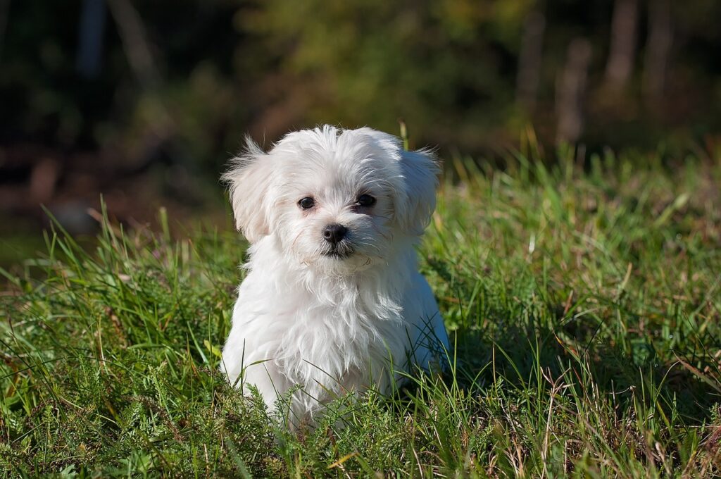 maltese dog puppy small dog 1123016